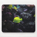 Search for angelfish electronics Sea