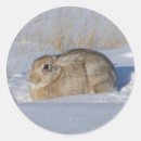 Search for cottontail rabbit stickers Bunny
