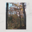 Search for forest path postcards Colourful