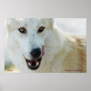Search for arctic wolf posters Wolves