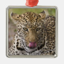 Search for wildcat christmas tree decorations Wildlife