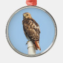 Search for red tail hawk christmas tree decorations Hawks