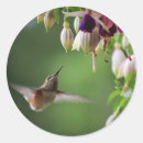 Search for hummingbird and flower stickers Hummingbirds