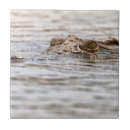 Search for crocodile tiles Wildlife