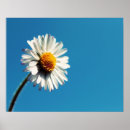 Search for bright blue posters Flower