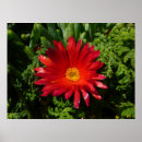 Search for red carpet posters Flower