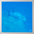 Search for snapper posters Photography