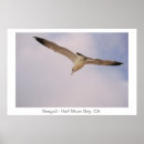 Search for seagull posters Birds