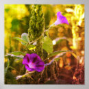 Search for glories posters Botanical