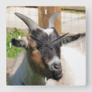 Search for goat clocks Nature