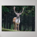 Search for trophy posters Buck