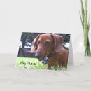 Search for new dog cards Doxie