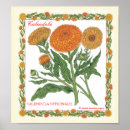 Search for calendula posters Pot marigold