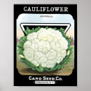 Search for cauliflower art Vegetables