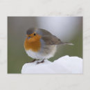 Search for european robin bird postcards Wild