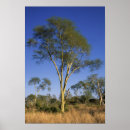 Search for acacia tree art Colour image