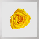 Search for yellow rose art Floral