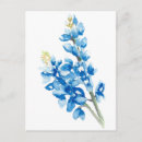 Search for bluebonnets postcards Lupine