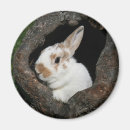 Search for rabbit magnets Pet