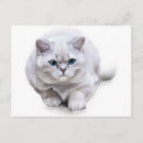 Search for cat breeds postcards Kitten
