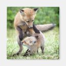 Search for kit magnets Animals in the wild