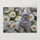 Search for mothers day love postcards Animals