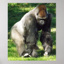 Search for silverbacks posters Zoo