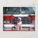 Search for apbt postcards Bully