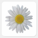 Search for flowering daisies stickers Flowery