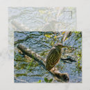 Search for night heron postcards Nature