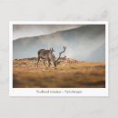 Search for reindeer postcards Arctic