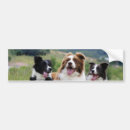 Search for border collie bumper stickers Collies