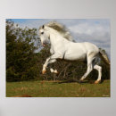 Search for stallion horse art Leaping