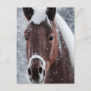 Search for hunter jumper postcards Equine