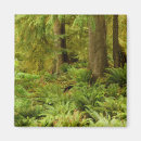 Search for lush magnets Forest