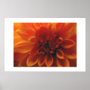 Search for dahlia flower posters Red