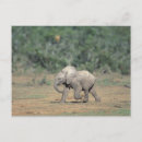Search for watering hole postcards Nature