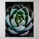 Search for plants photography Succulent