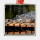 Search for amphibian christmas tree decorations Animal