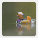 Search for wild duck stickers Colourful