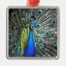 Search for beautiful peacock christmas decor Green