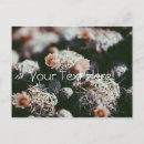 Search for cactus postcards Flowers