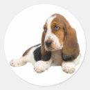 Search for basset hound stickers Puppy