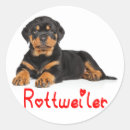 Search for rottweiler round stickers Puppies