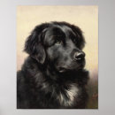 Search for newfoundland art Animals