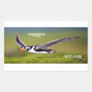 Search for puffins stickers Iceland