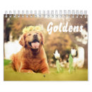 Search for golden retriever calendars Cute