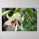 Search for white lily posters Lilies