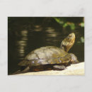 Search for pond turtle postcards Reptile