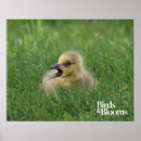 Search for bird watching posters Ornithology